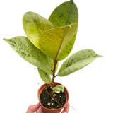 Ficus 'shivereana' (Moonshine)