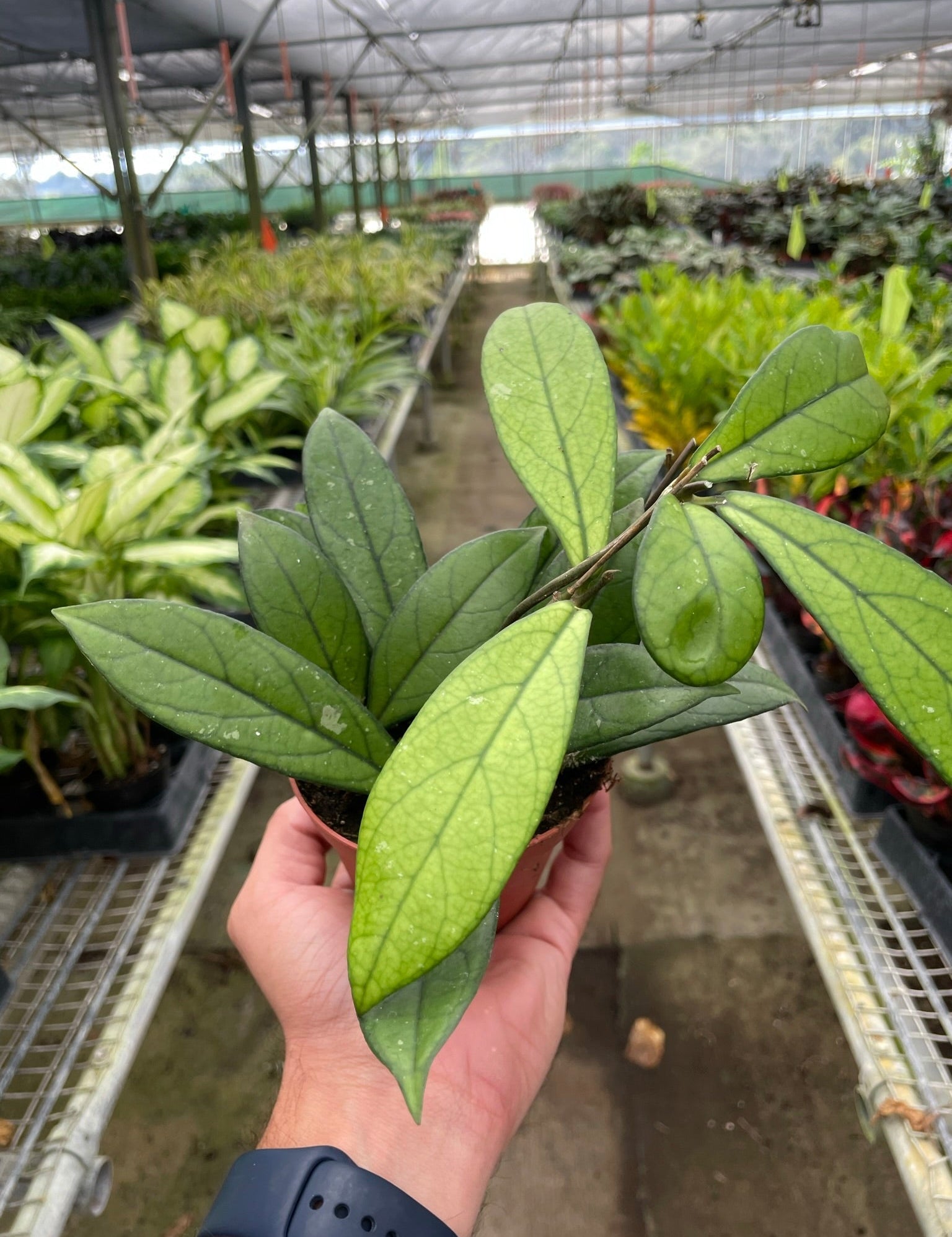 Hoya 'Crassipetiolata'