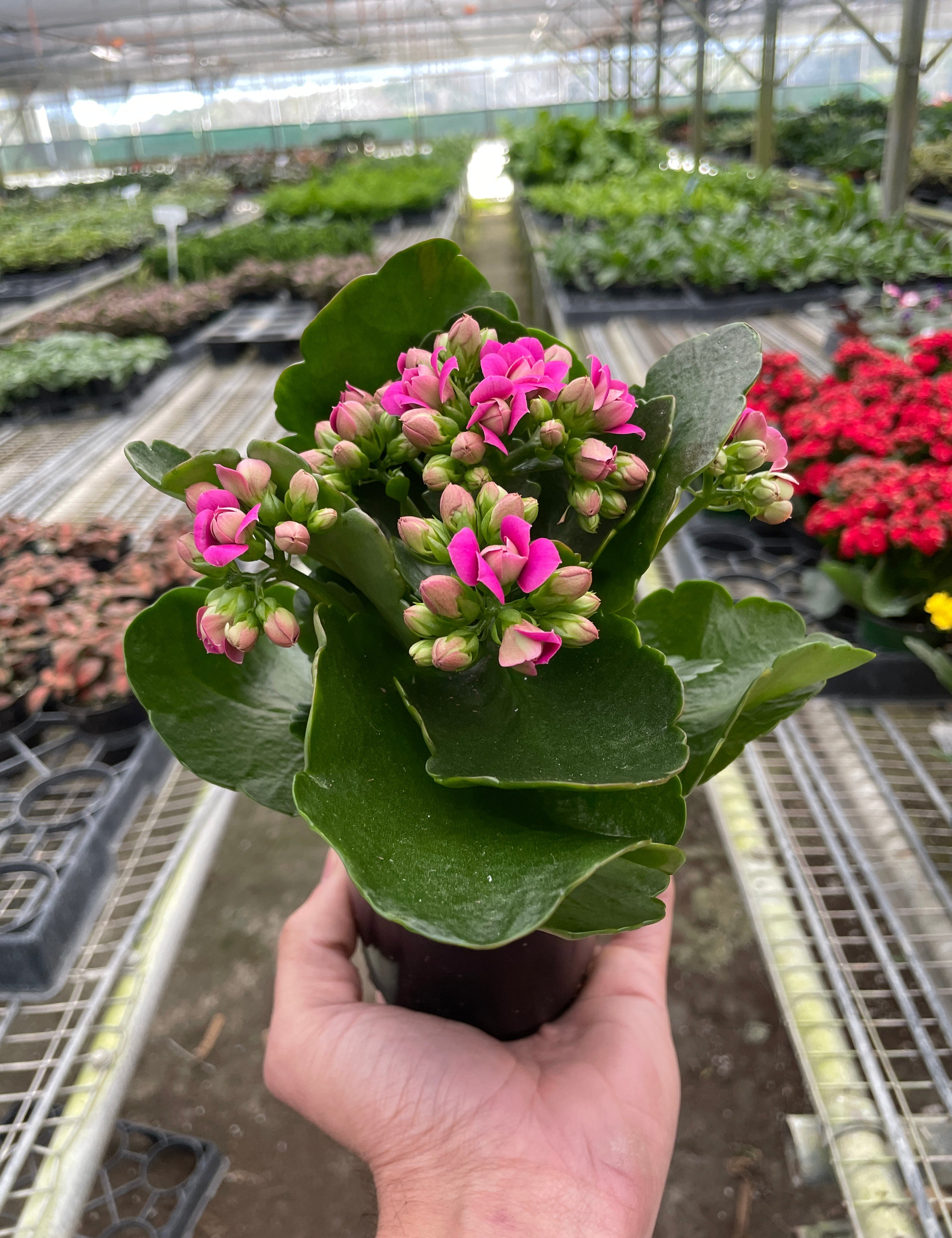 Kalanchoe