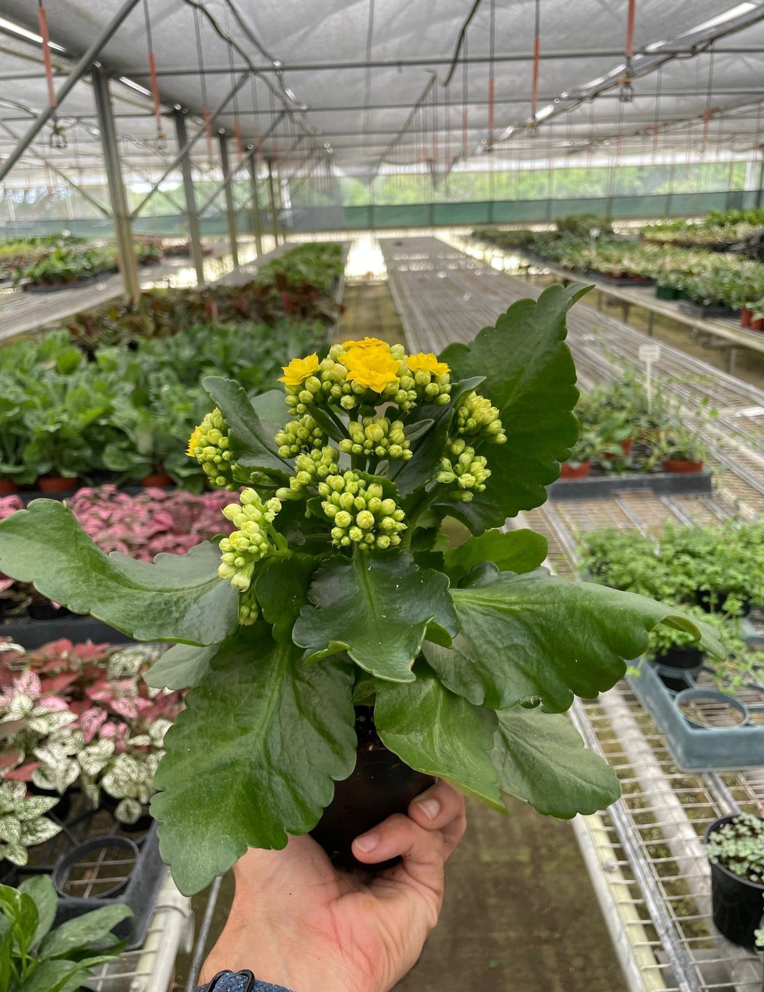 Kalanchoe