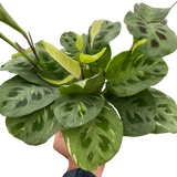 4" Maranta Variegated 'Beauty Kim'