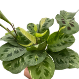 4" Maranta Variegated 'Beauty Kim'