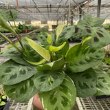 4" Maranta Variegated 'Beauty Kim'
