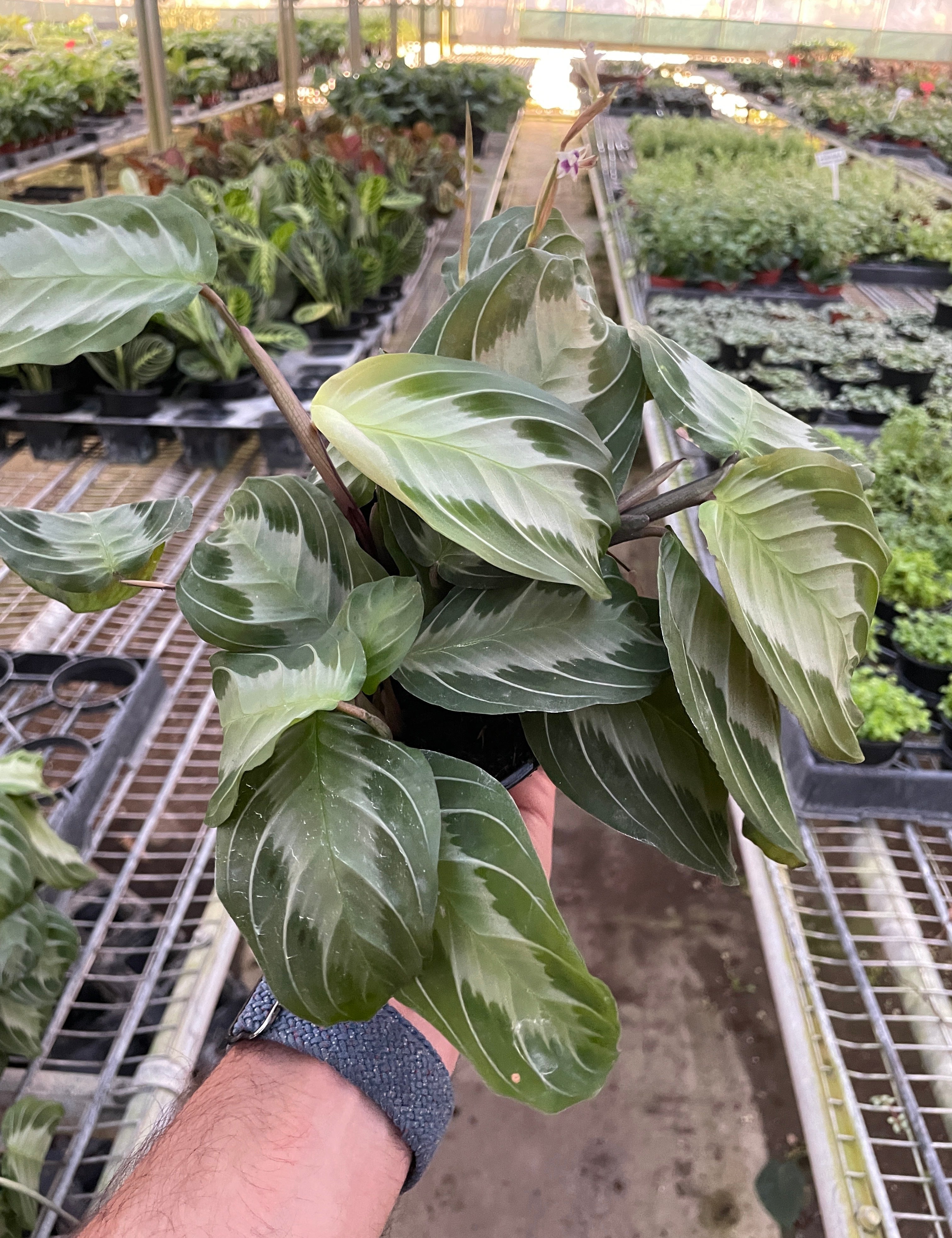 Maranta 'Silver Band'
