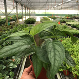 Monstera 'Siltepecana'