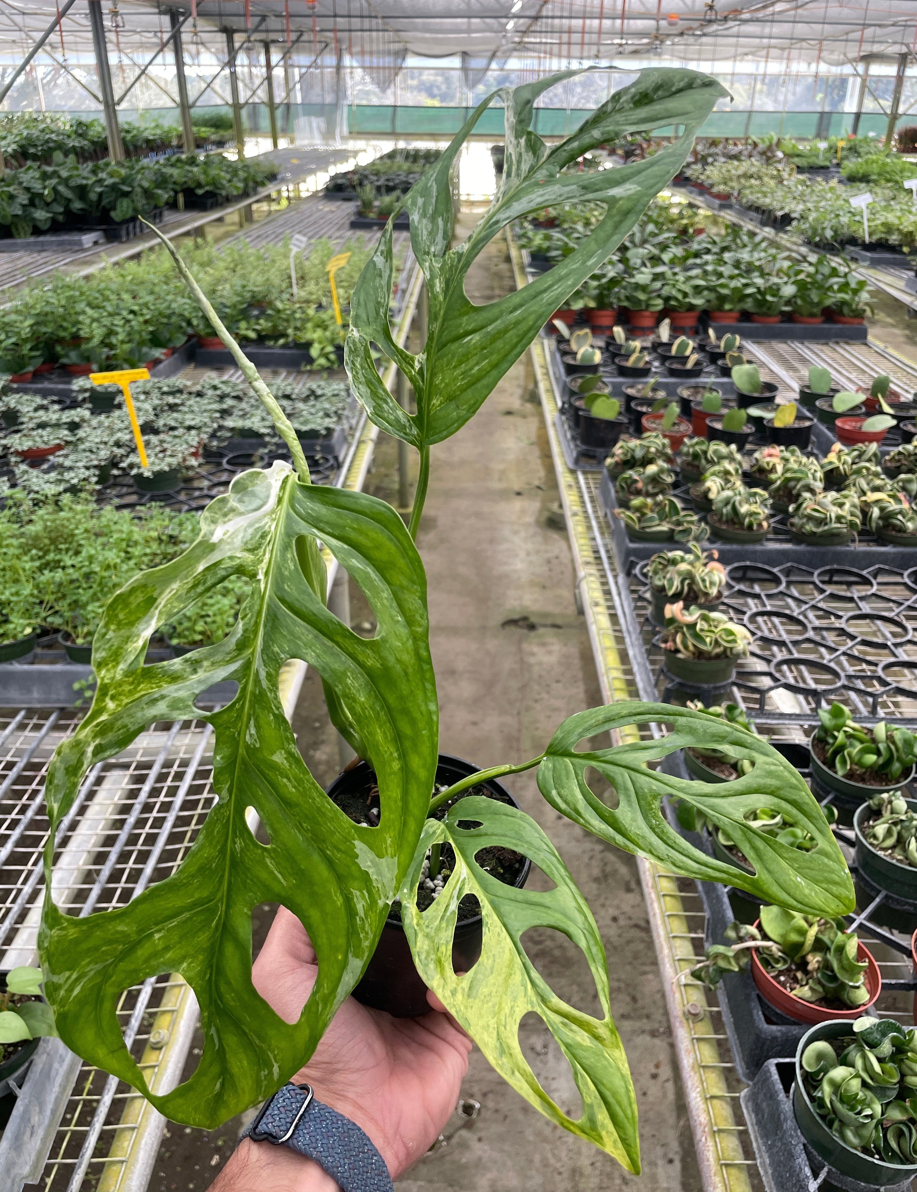 Monstera Adansonii 'Swiss Cheese Variegated'