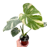 Monstera 'Thai Constellation'