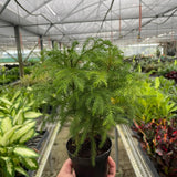 Norfolk 'Island Pine'