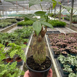 Money Tree 'Guiana Chestnut' Pachira Stump