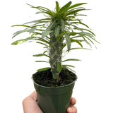 Pachypodium 'lamerei' (Madagascar Palm)