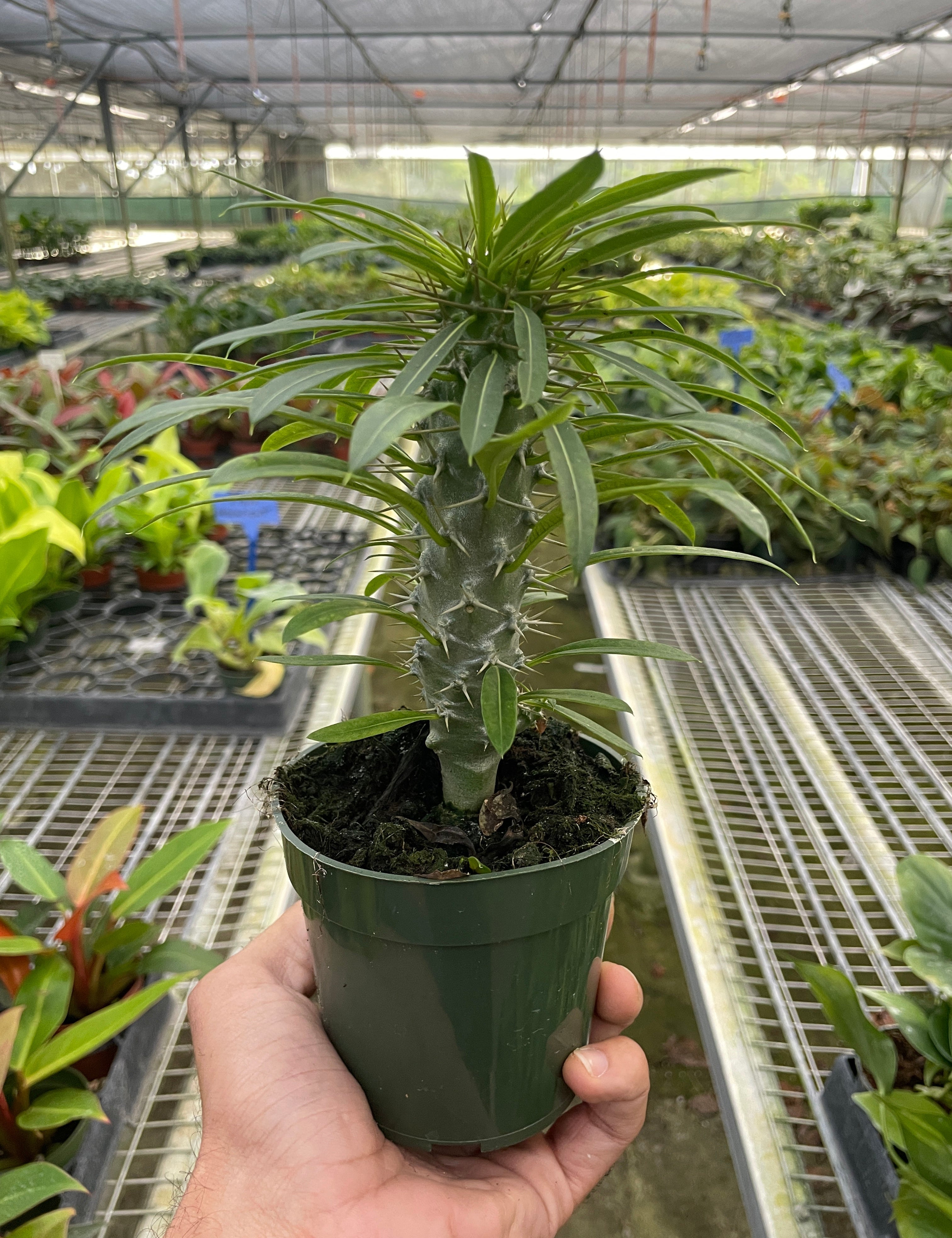 Pachypodium 'lamerei' (Madagascar Palm)