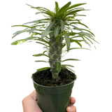 Pachypodium 'lamerei' (Madagascar Palm)