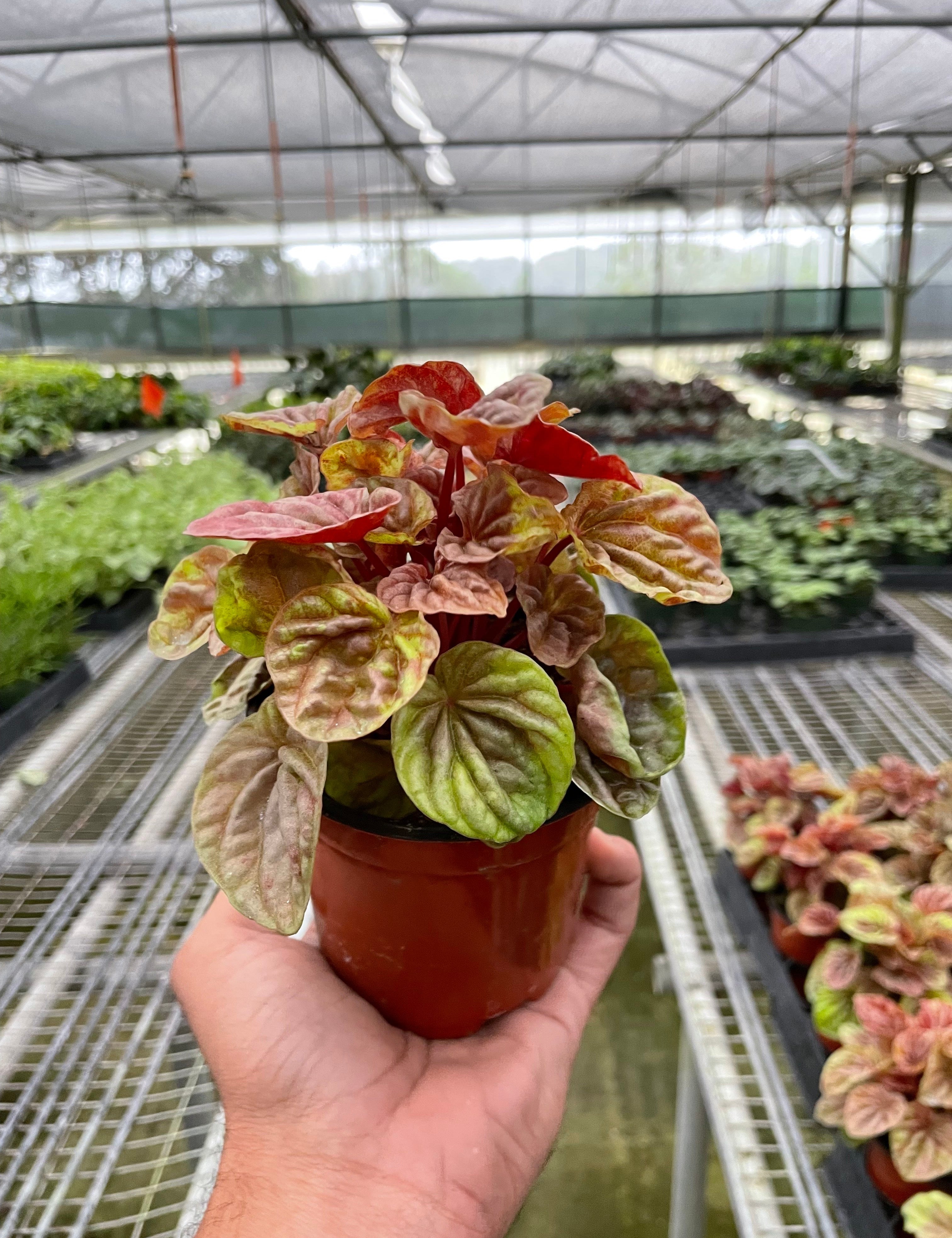 Peperomia 'Quito'