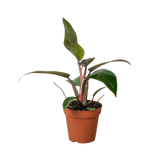 Philodendron 'Birkin Pink'