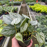 Philodendron 'Brandi'