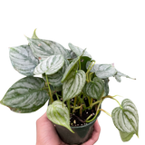 Philodendron 'Brandi'