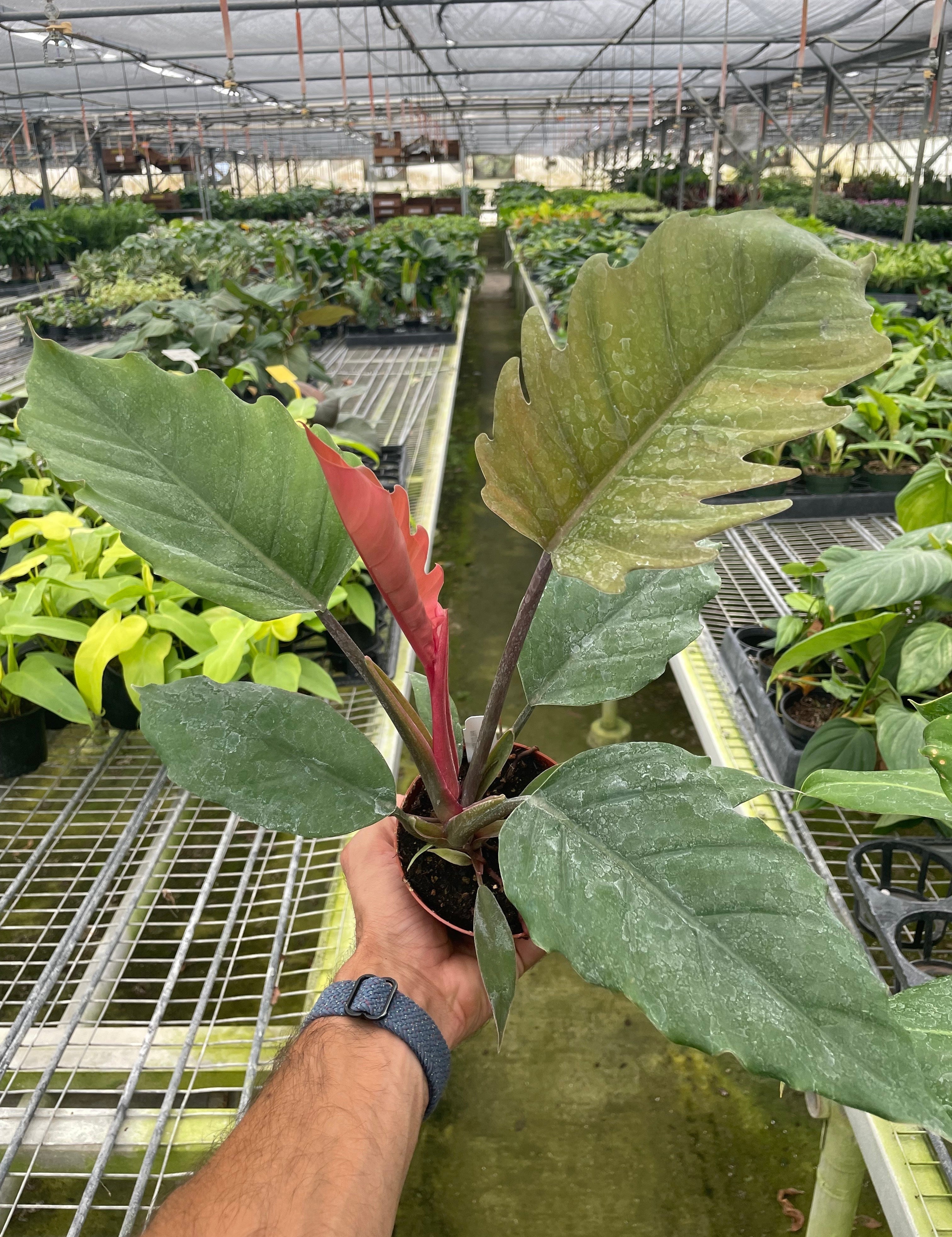 Philodendron Choco Empress