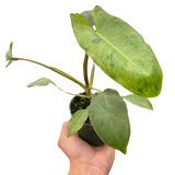 6" Philodendron 'Paraiso Verde'