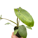 6" Philodendron 'Paraiso Verde'