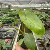 6" Philodendron 'Paraiso Verde'