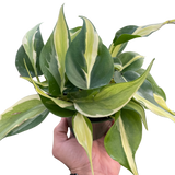6" Philodendron 'Silver Stripe'