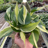 6" Philodendron 'Silver Stripe'