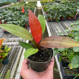 Philodendron 'Sun Red'