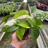 Pothos 'Albo Variegata'