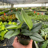 Scindapsus 'Moonlight' - 4" Pot