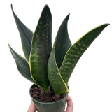 Sansevieria 'Fabi'