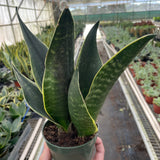 Sansevieria 'Fabi'