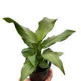 Spathiphyllum 'Platinum Mist'