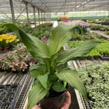 Spathiphyllum 'Platinum Mist'