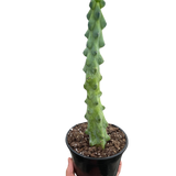 Boobie Cactus