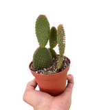 Opuntia 'Microdasys' (Bunny Ear Cactus)