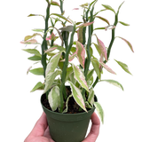 Variegated Devil's Backbone Euphorbia