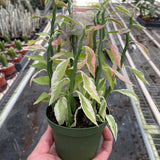 Variegated Devil's Backbone Euphorbia