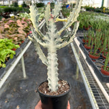 Euphorbia 'Dragon Bone'