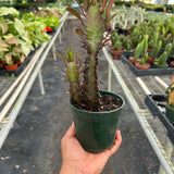 Euphorbia 'Trigona Rubra'