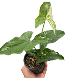 4" Syngonium 'Albo Variegata'