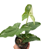 4" Syngonium 'Albo Variegata'