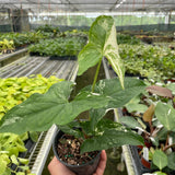 4" Syngonium 'Albo Variegata'