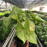 Syngonium 'Confetti'