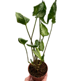 5" Syngonium Godzilla