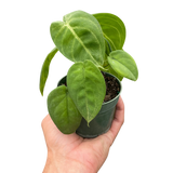 Syngonium 'Ice Frost'