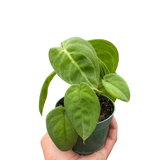 Syngonium 'Ice Frost'