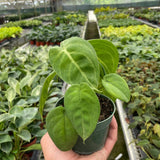 Syngonium 'Ice Frost'