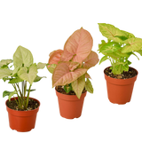 3 Different Syngonium Plants - Arrowhead Plants / 4" Pot / Live Plant