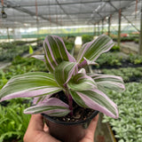 Tradescantia 'Nanouk'