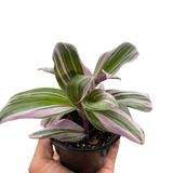 Tradescantia 'Nanouk'